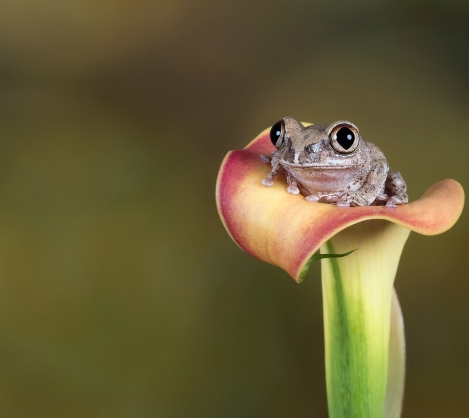 Обои глаза, цветок, лето, взгляд, лягушка, eyes, flower, summer, look, frog разрешение 2560x1758 Загрузить