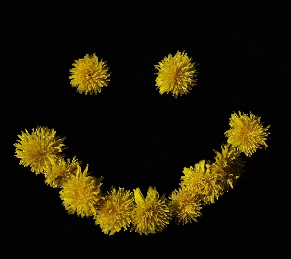 Обои цветок, улыбка, черный фон, одуванчики, смайлик, желтые цветы, flower, smile, black background, dandelions, smiley, yellow flowers разрешение 2048x1356 Загрузить