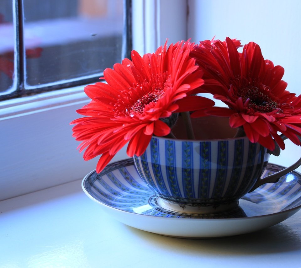 Обои цветы, блюдце, окно, чашка, герберы, натюрморт, подоконник, flowers, saucer, window, cup, gerbera, still life, sill разрешение 5472x3648 Загрузить