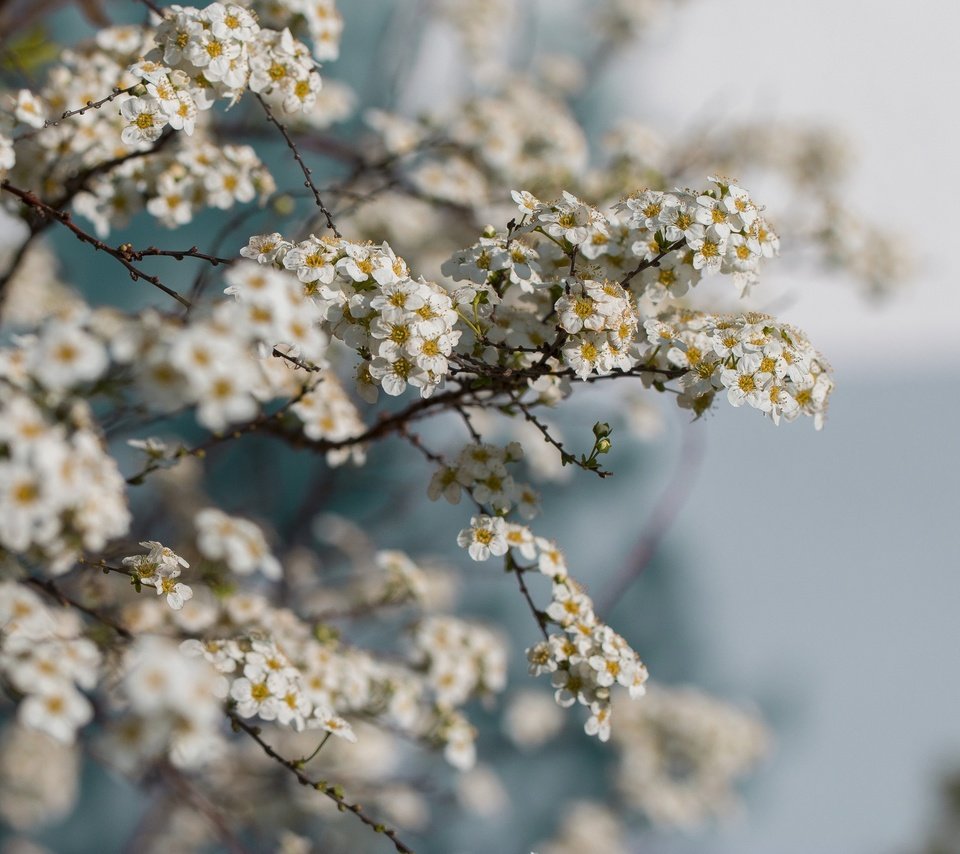 Обои цветы, ветки, весна, flowers, branches, spring разрешение 2048x1365 Загрузить