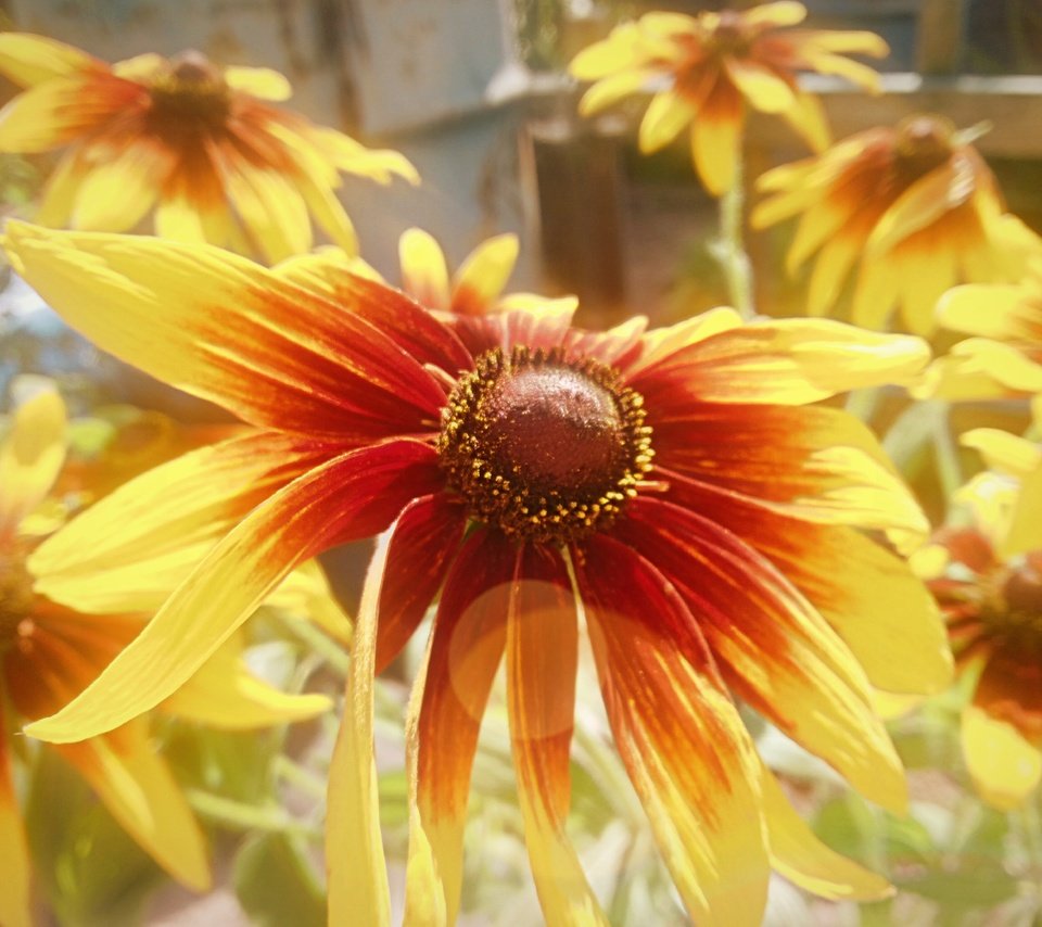 Обои цветы, лепестки, рудбекия, flowers, petals, rudbeckia разрешение 4096x3072 Загрузить