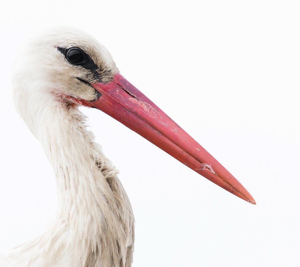 Обои фон, белый, птица, клюв, перья, белый фон, аист, background, white, bird, beak, feathers, white background, stork разрешение 2400x1490 Загрузить