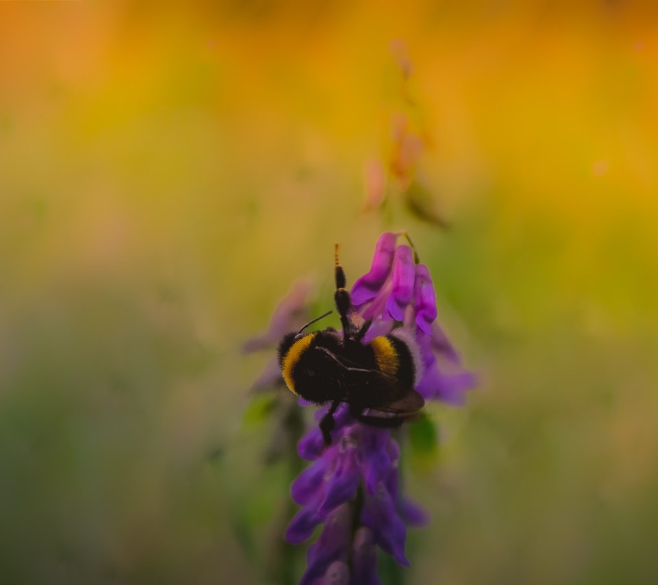 Обои насекомое, фон, размытость, растение, пчела, insect, background, blur, plant, bee разрешение 2798x1749 Загрузить