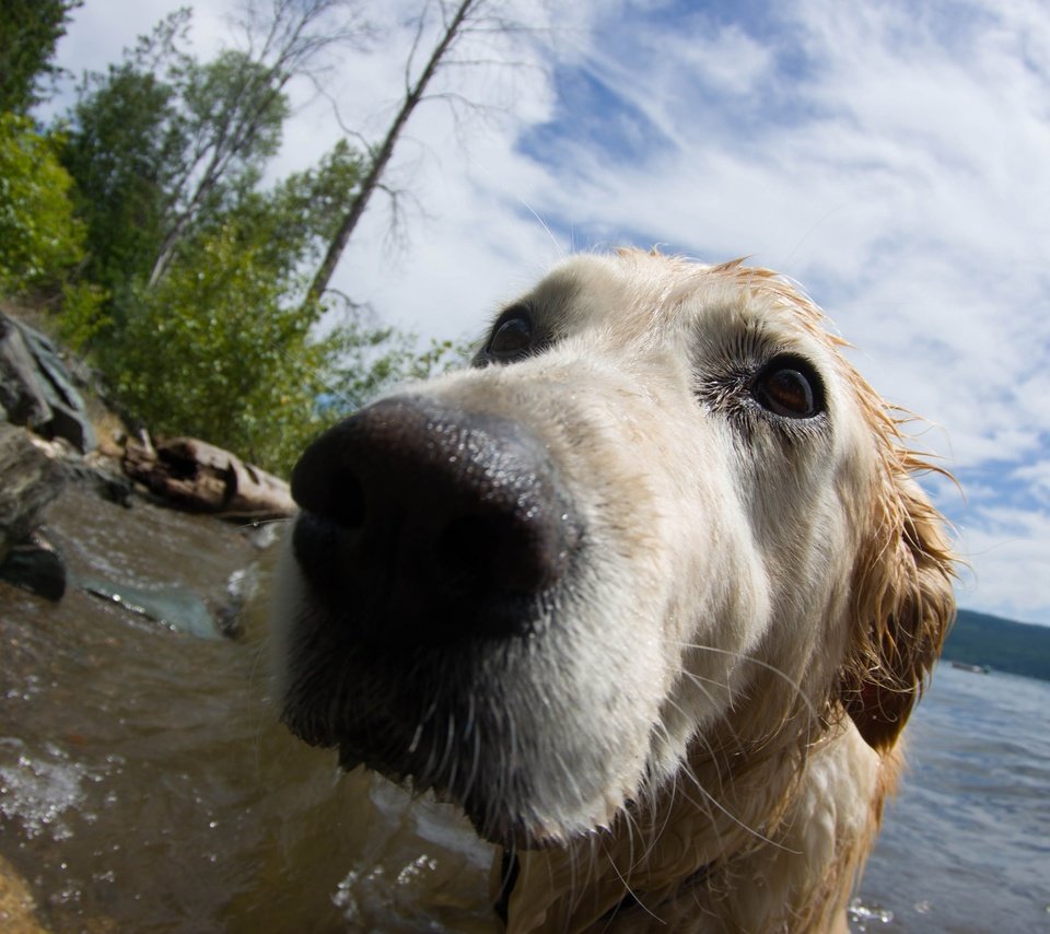 Обои вода, фон, собака, друг, нос, золотистый ретривер, water, background, dog, each, nose, golden retriever разрешение 2048x1362 Загрузить