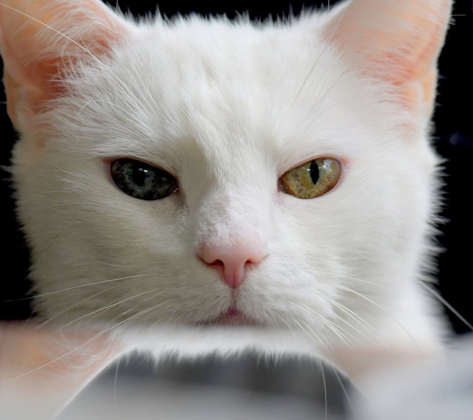 Обои глаза, кот, мордочка, усы, кошка, взгляд, белый, разные глаза, eyes, cat, muzzle, mustache, look, white, different eyes разрешение 5255x3365 Загрузить