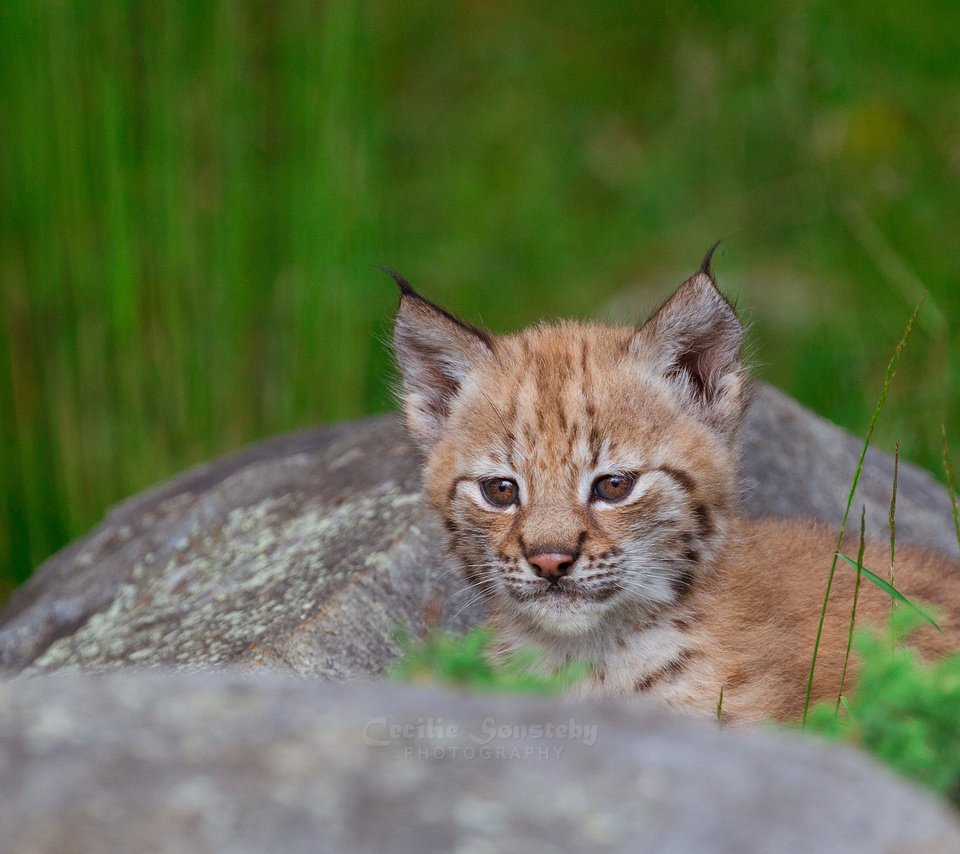 Обои трава, рысь, камень, отдых, малыш, grass, lynx, stone, stay, baby разрешение 2048x1152 Загрузить