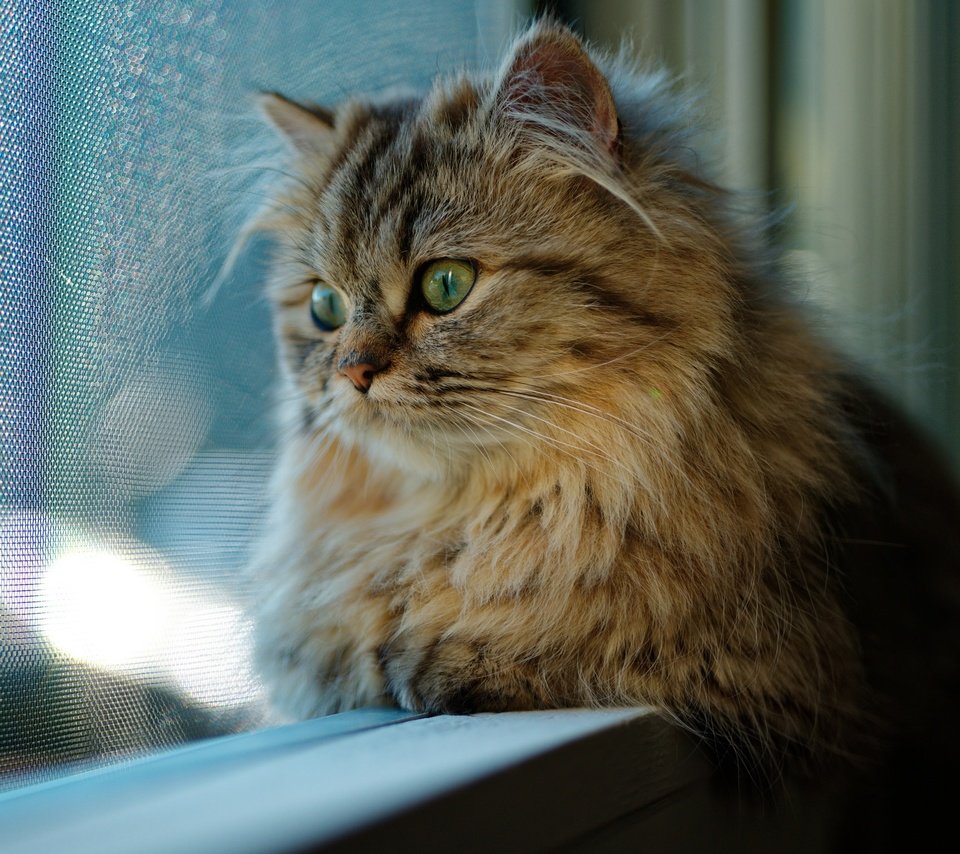 Обои кот, мордочка, усы, кошка, взгляд, окно, cat, muzzle, mustache, look, window разрешение 2048x1536 Загрузить