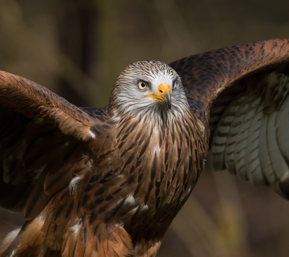 Обои крылья, хищник, птица, клюв, перья, коршун, milvus, wings, predator, bird, beak, feathers, kite разрешение 3580x2000 Загрузить