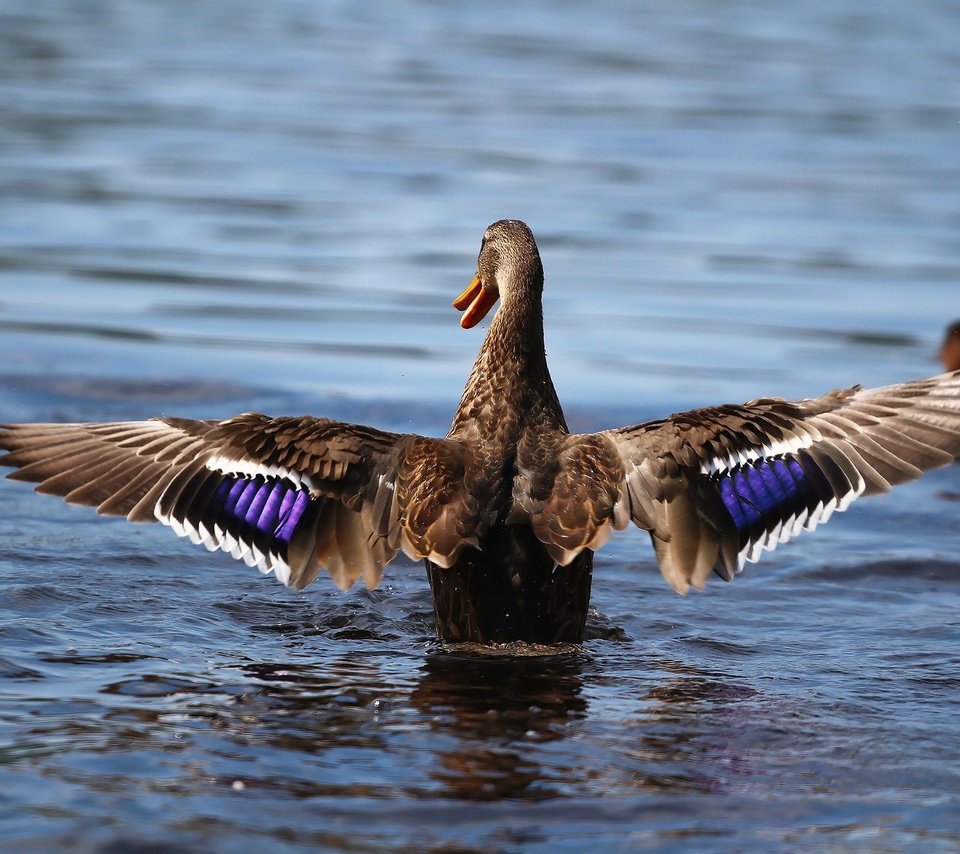 Обои крылья, птица, клюв, перья, озёра, утка, wings, bird, beak, feathers, lake, duck разрешение 1920x1280 Загрузить