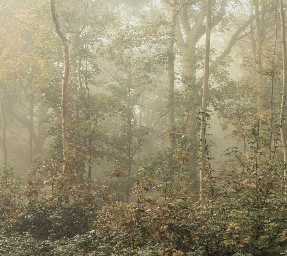 Обои деревья, лес, листья, туман, ветки, листва, trees, forest, leaves, fog, branches, foliage разрешение 2048x1638 Загрузить