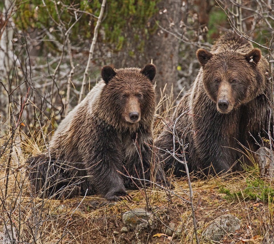 Обои лес, ветки, пара, медведи, forest, branches, pair, bears разрешение 4000x2702 Загрузить