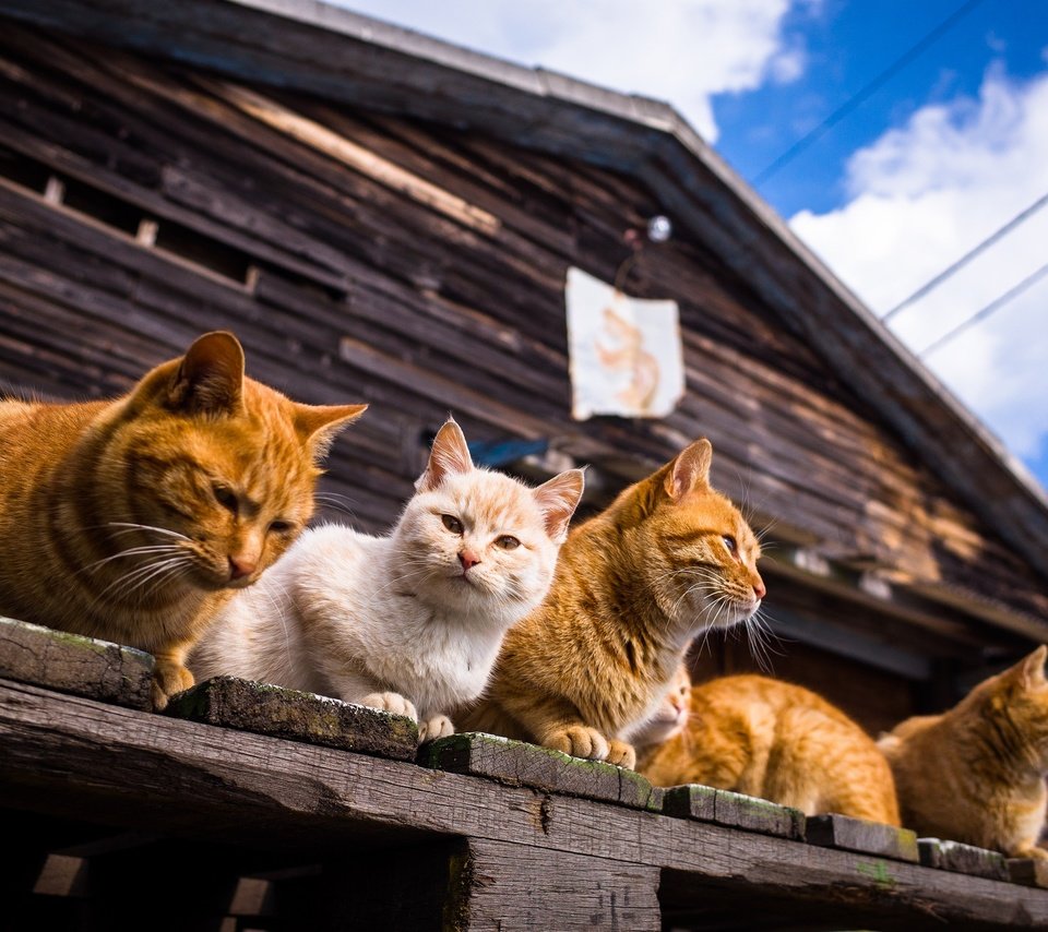 Обои небо, облака, усы, лето, взгляд, дом, коты, кошки, мордочки, faces, the sky, clouds, mustache, summer, look, house, cats разрешение 2048x1357 Загрузить