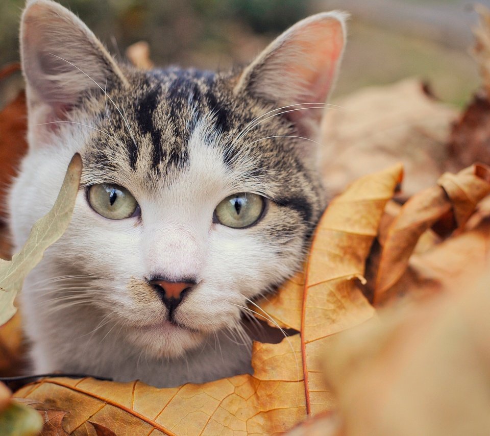 Обои листья, кот, мордочка, усы, кошка, взгляд, осень, leaves, cat, muzzle, mustache, look, autumn разрешение 2500x1661 Загрузить