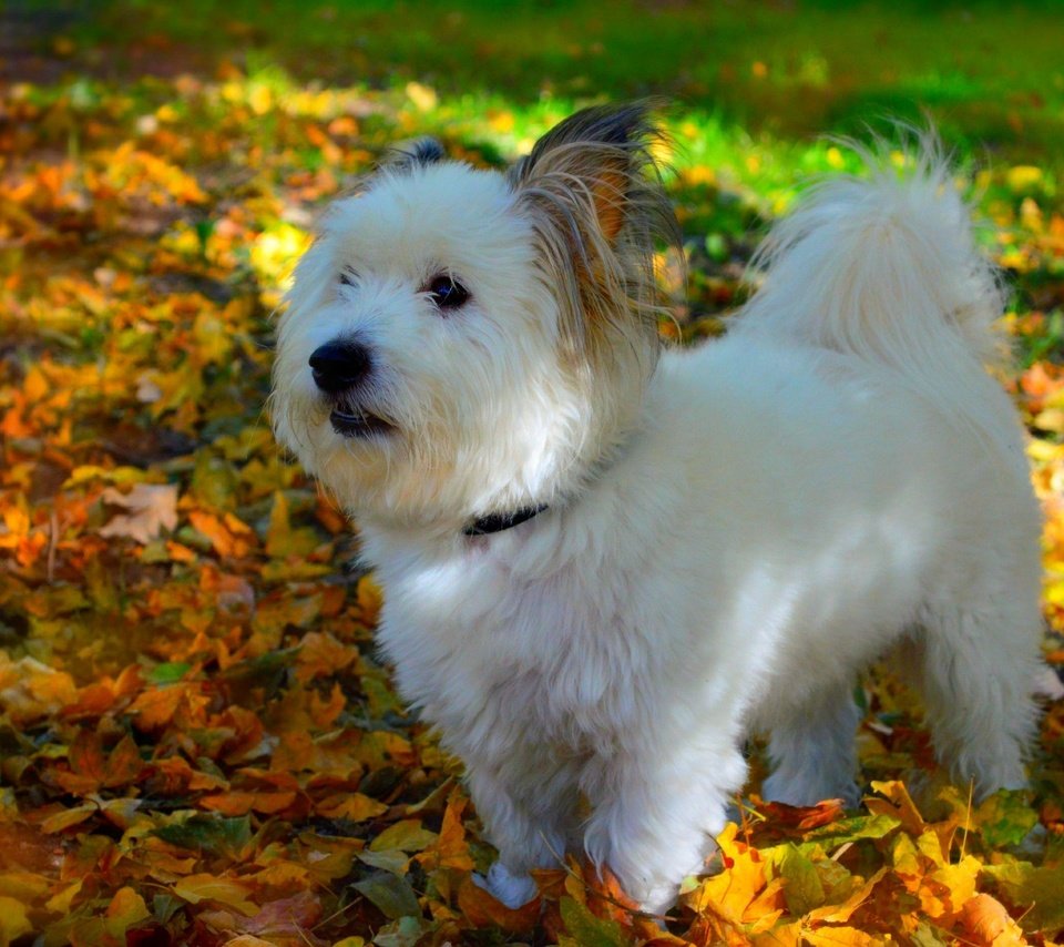 Обои мордочка, листва, взгляд, осень, собака, щенок, собачка, вест-хайленд-уайт-терьер, muzzle, foliage, look, autumn, dog, puppy, the west highland white terrier разрешение 3000x1878 Загрузить