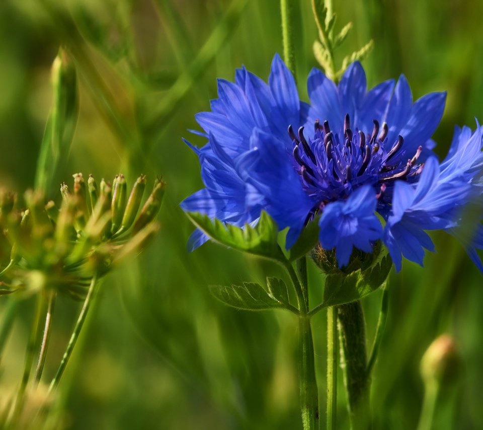 Обои трава, макро, цветок, размытость, василек, полевой цветок, grass, macro, flower, blur, cornflower, wild flower разрешение 4272x2848 Загрузить