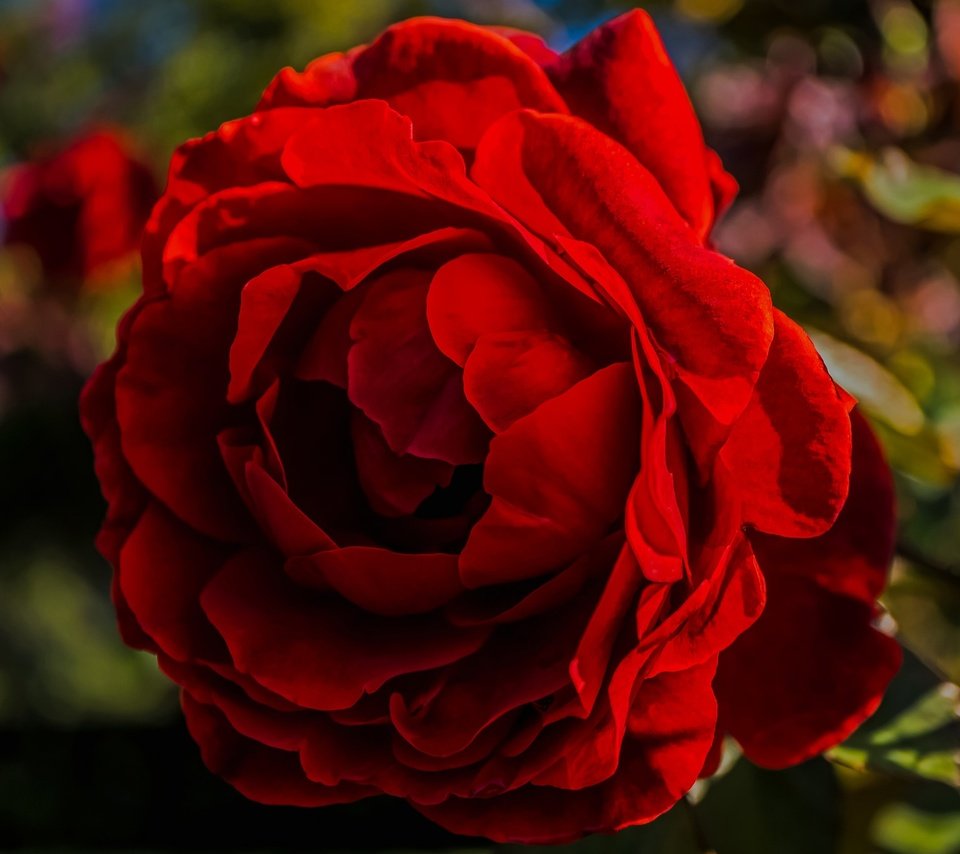 Обои макро, цветок, роза, лепестки, блики, бутон, macro, flower, rose, petals, glare, bud разрешение 2048x1365 Загрузить