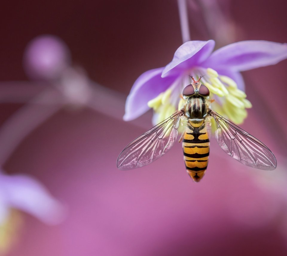 Обои макро, насекомое, цветок, размытость, муха, боке, журчалка, macro, insect, flower, blur, fly, bokeh, gorzalka разрешение 2048x1365 Загрузить