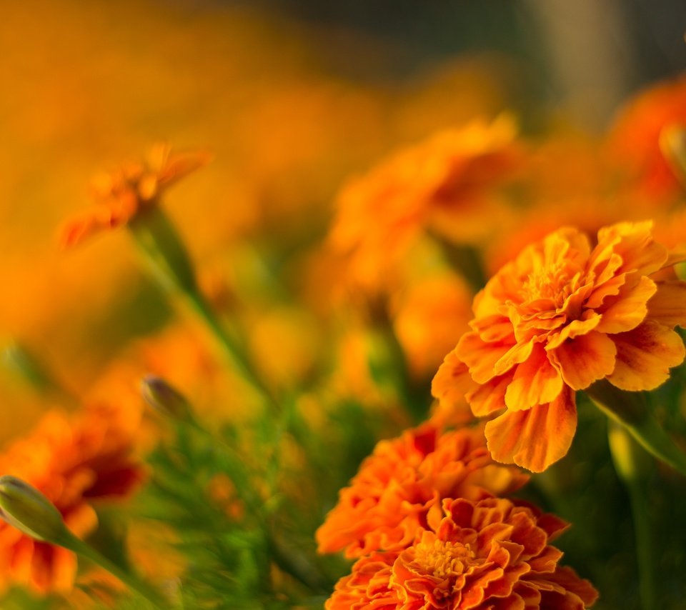 Обои цветы, размытость, боке, бархатцы, оранжевые цветочки, flowers, blur, bokeh, marigolds, orange flowers разрешение 2136x1424 Загрузить