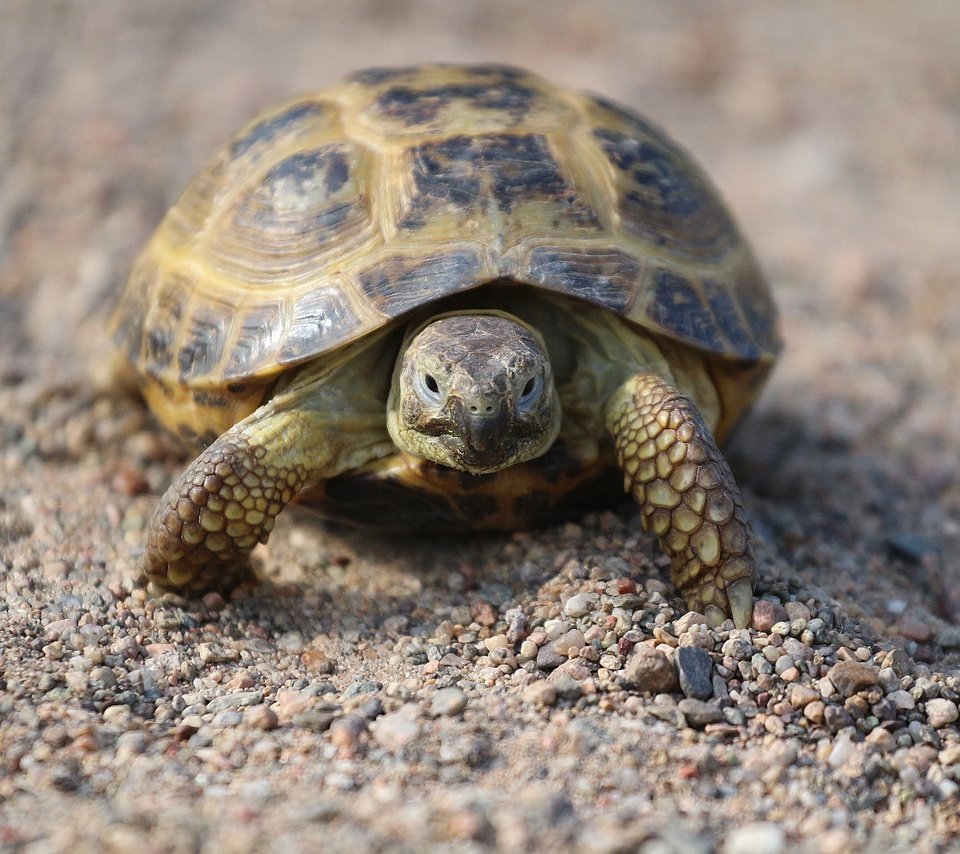 Обои камни, песок, черепаха, панцирь, прогулка, рептилия, stones, sand, turtle, shell, walk, reptile разрешение 1920x1280 Загрузить