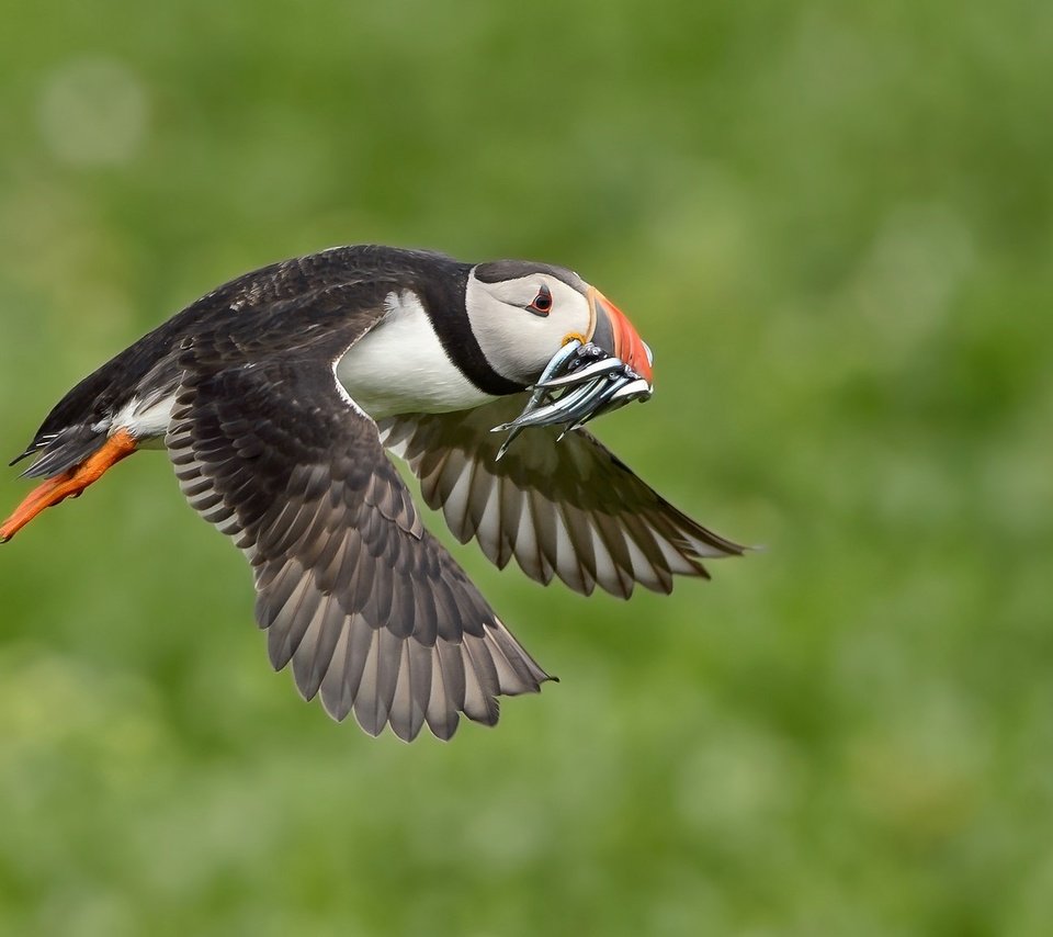 Обои полет, крылья, птица, клюв, рыба, тупик, улов, flight, wings, bird, beak, fish, stalled, catch разрешение 2048x1152 Загрузить