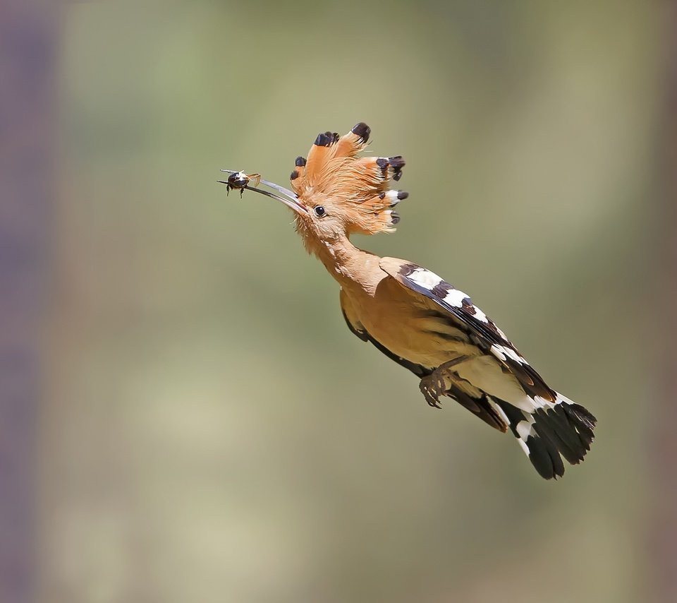 Обои полет, птица, клюв, перья, удод, flight, bird, beak, feathers, hoopoe разрешение 2500x1824 Загрузить