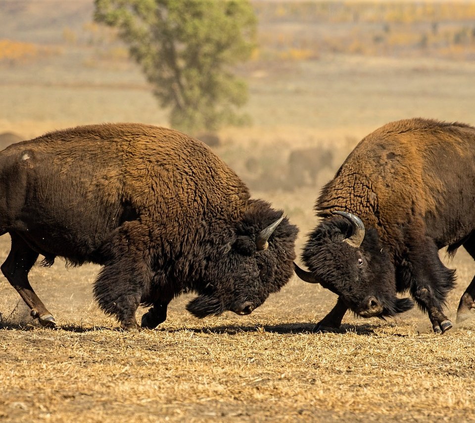 Обои природа, бой, рога, бизон, американский бизон, nature, battle, horns, buffalo, american bison разрешение 2048x1152 Загрузить