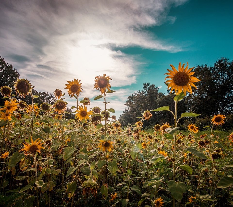 Обои небо, цветы, облака, природа, растения, лето, подсолнухи, the sky, flowers, clouds, nature, plants, summer, sunflowers разрешение 2048x1276 Загрузить