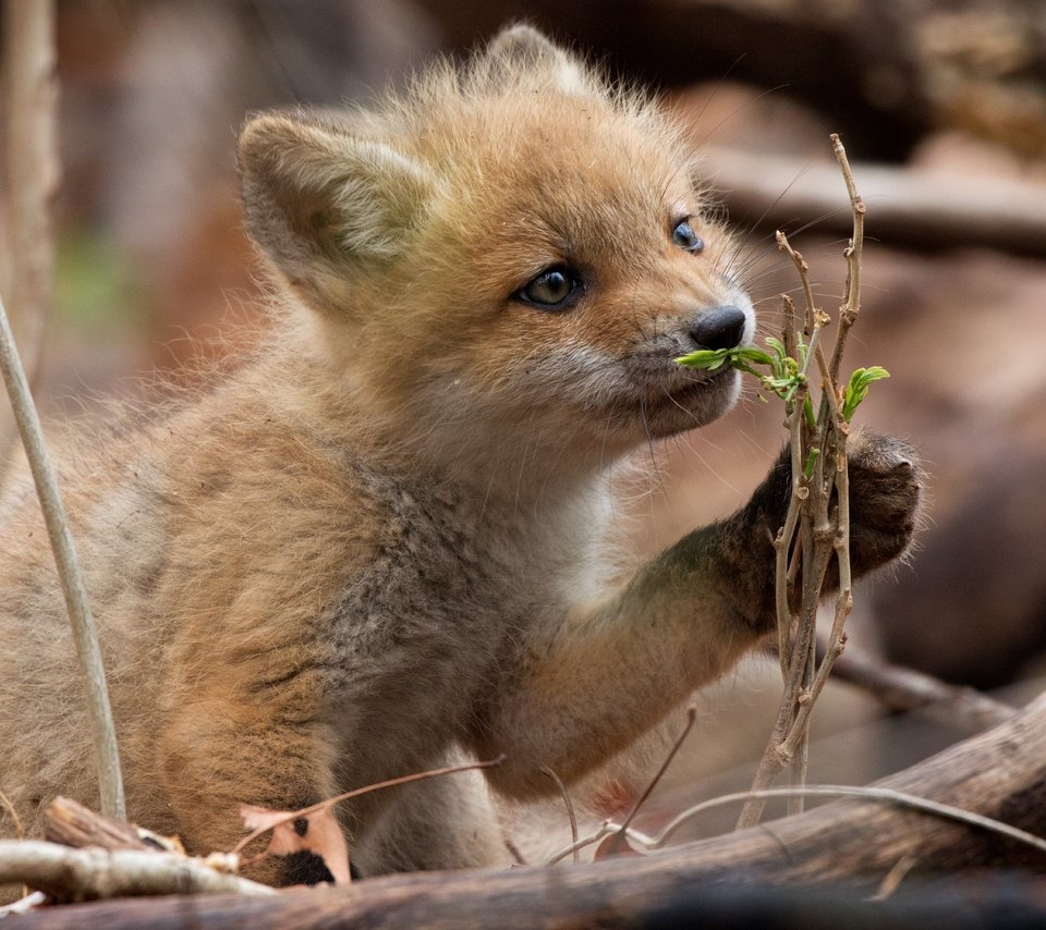 Обои природа, лес, ветки, лиса, лисица, лисенок, nature, forest, branches, fox разрешение 6000x4000 Загрузить