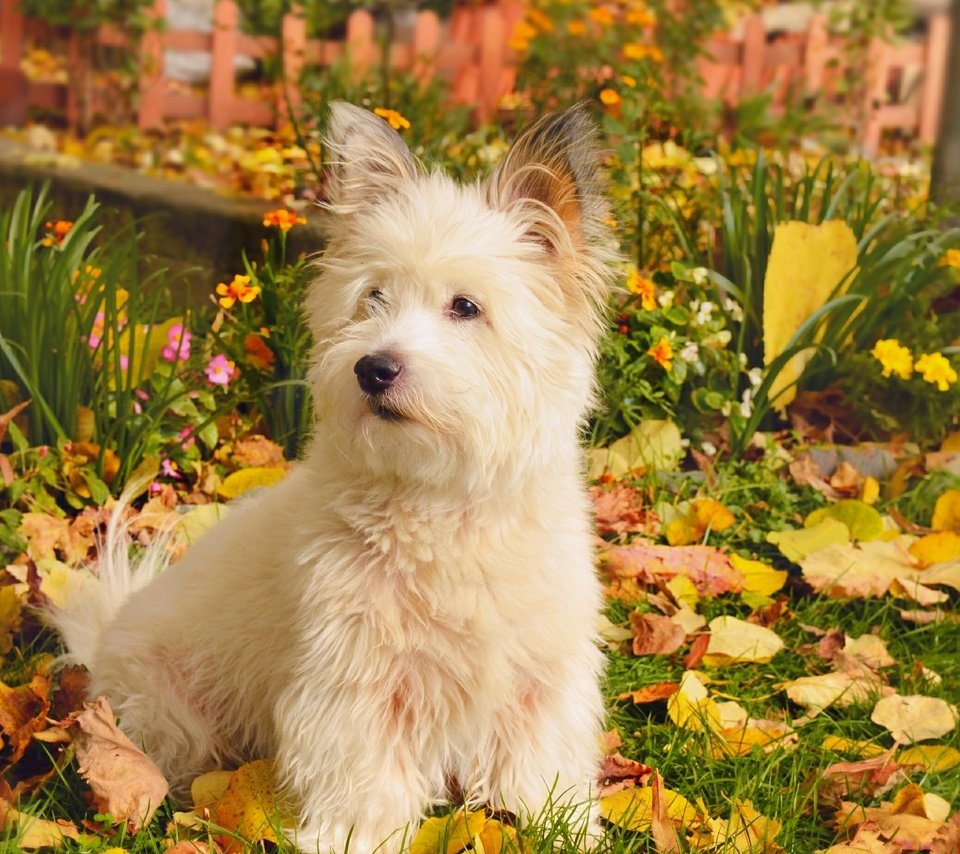 Обои природа, листва, осень, собачка, вест-хайленд-уайт-терьер, nature, foliage, autumn, dog, the west highland white terrier разрешение 2958x1847 Загрузить