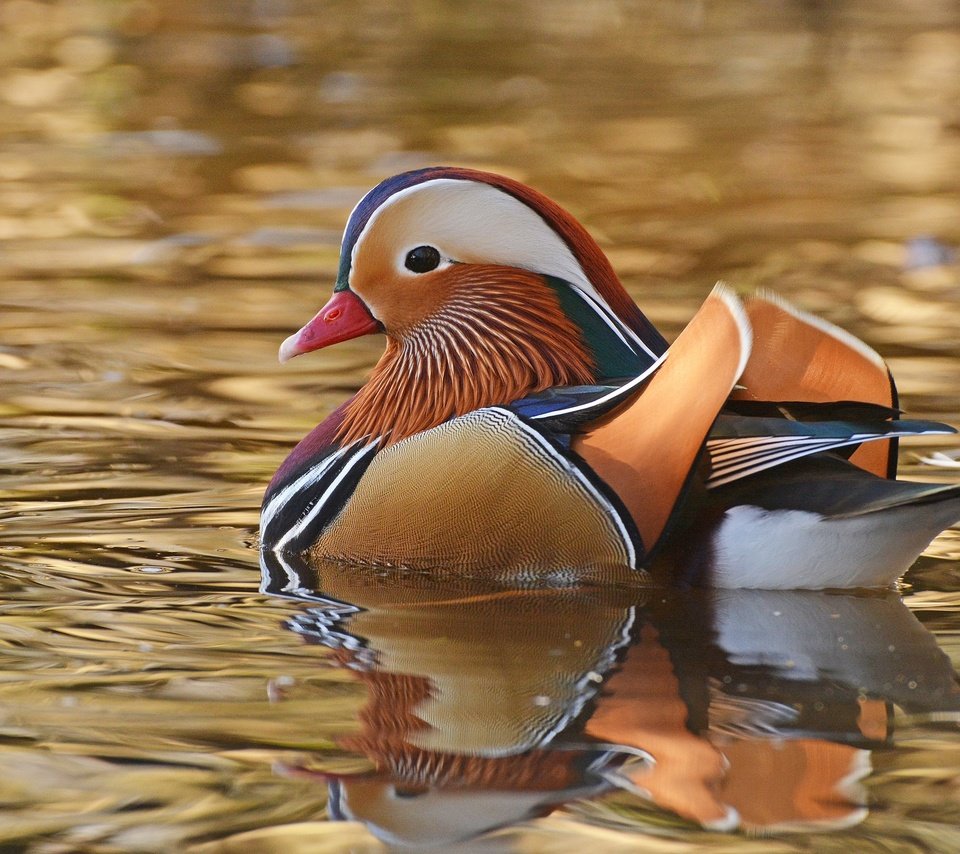 Обои вода, птицы, клюв, перья, утка, мандаринка, water, birds, beak, feathers, duck, tangerine разрешение 2048x1365 Загрузить