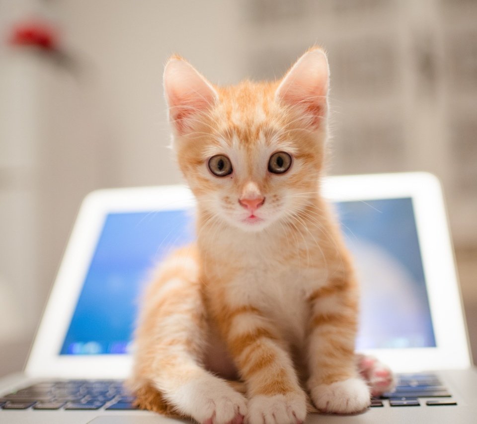 Обои кот, мордочка, усы, кошка, взгляд, котенок, размытость, ноутбук, рыжий котенок, ginger kitten, cat, muzzle, mustache, look, kitty, blur, laptop разрешение 1920x1080 Загрузить