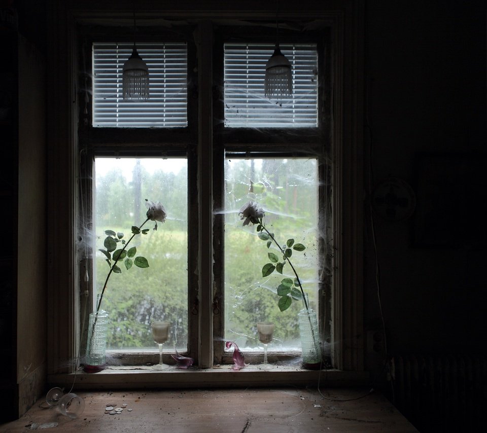 Обои цветы, розы, комната, окно, паутина, flowers, roses, room, window, web разрешение 2048x1414 Загрузить