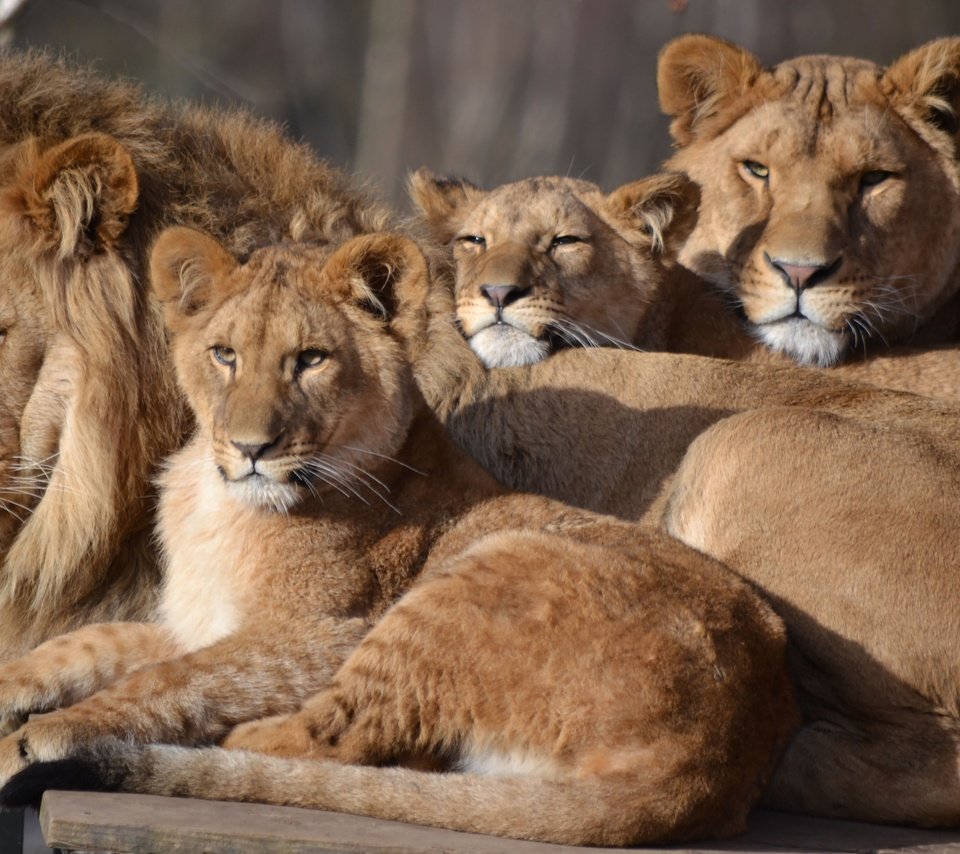 Обои семья, лев, львята, львица, зоопарк, детеныши, сафари, family, leo, the cubs, lioness, zoo, cubs, safari разрешение 4068x2492 Загрузить