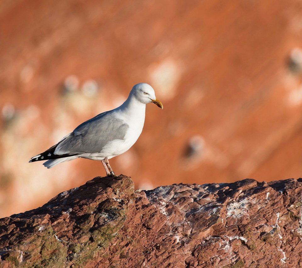 Обои скала, размытость, чайка, камень, птица, клюв, rock, blur, seagull, stone, bird, beak разрешение 2048x1293 Загрузить