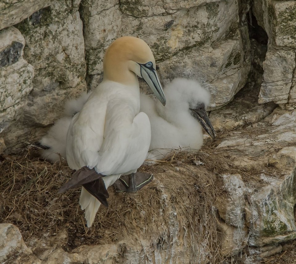 Обои скалы, птицы, гнездо, олуша, северная олуша, rocks, birds, socket, gannet, the northern gannet разрешение 2048x1349 Загрузить