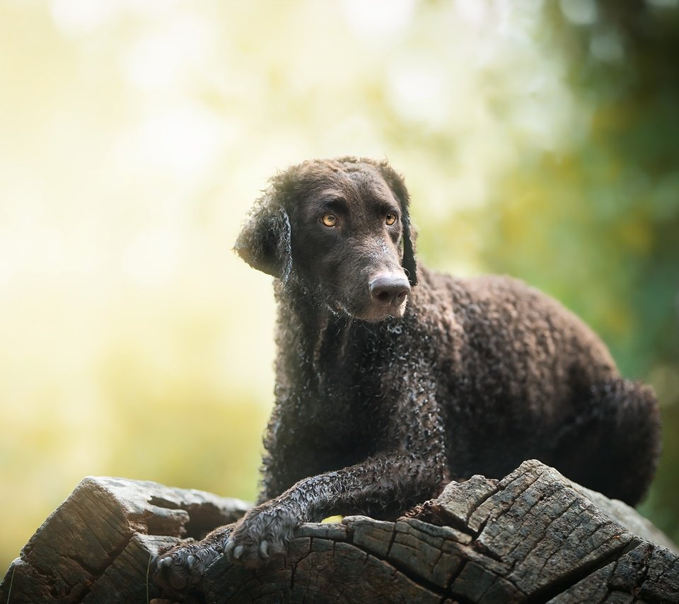 Обои мордочка, взгляд, собака, друг, бревно, электра, nicole trenker fotografie, muzzle, look, dog, each, log, elektra разрешение 2048x1230 Загрузить