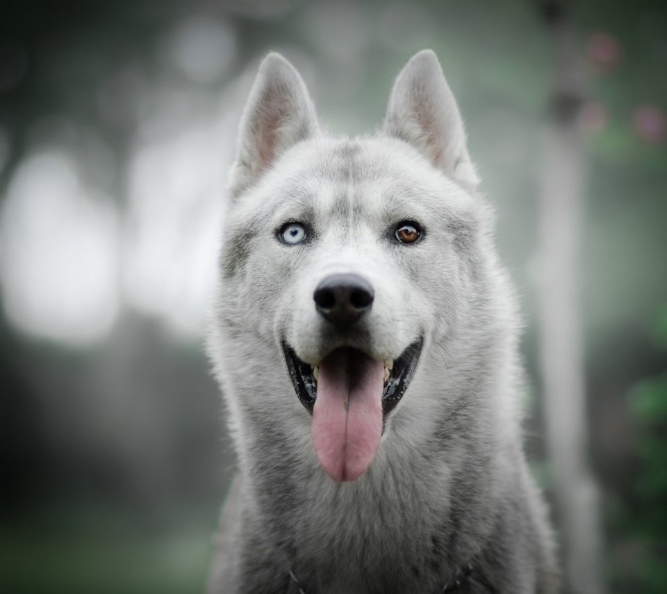 Обои взгляд, собака, хаски, язык, боке, разные глаза, look, dog, husky, language, bokeh, different eyes разрешение 6000x4000 Загрузить