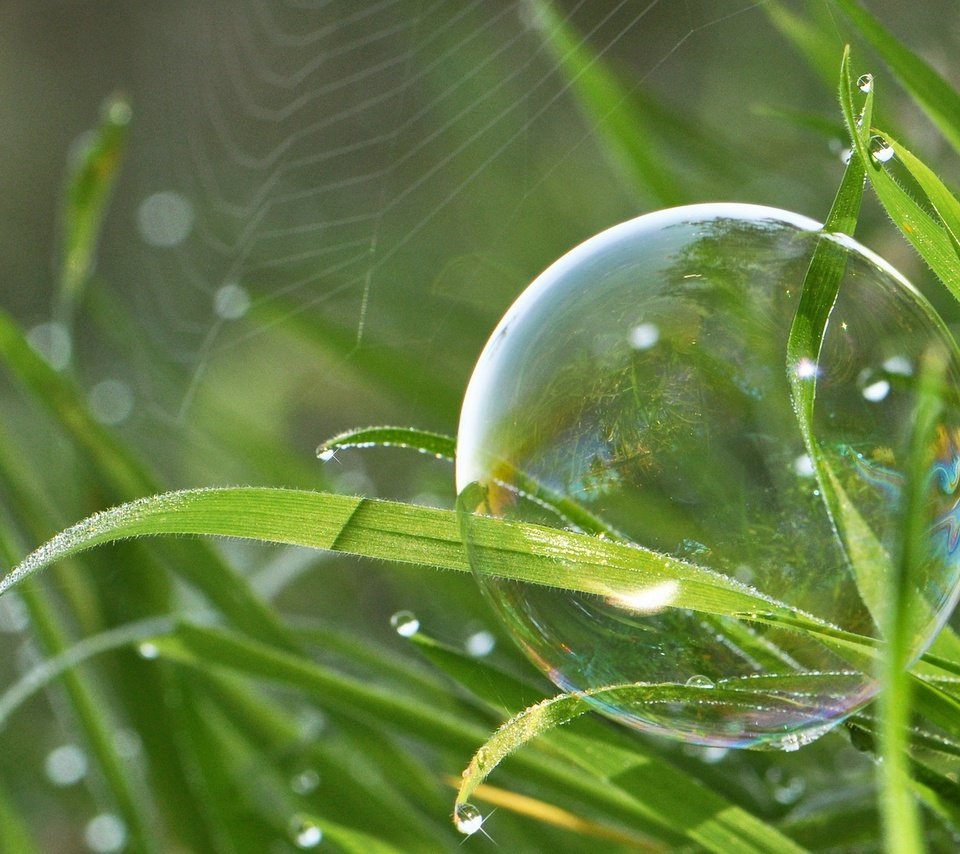 Обои трава, природа, макро, капли, паутина, боке, мыльный пузырь, grass, nature, macro, drops, web, bokeh, bubble разрешение 2048x1366 Загрузить