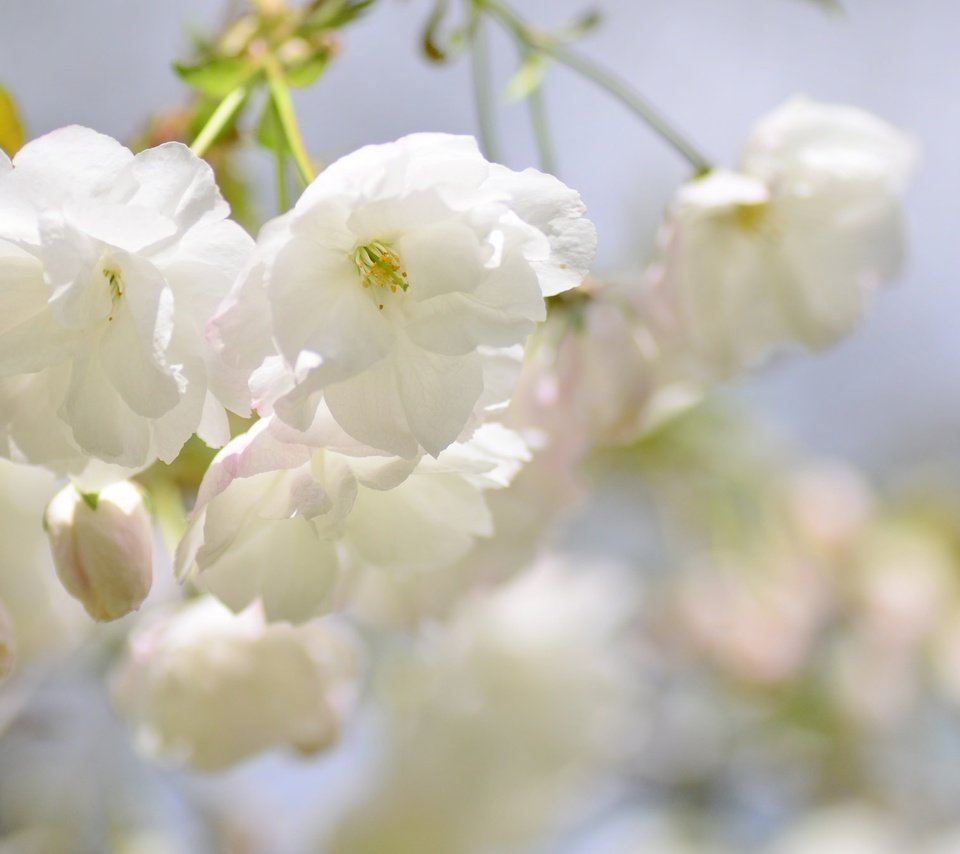 Обои ветка, цветение, размытость, весна, сакура, branch, flowering, blur, spring, sakura разрешение 2048x1356 Загрузить