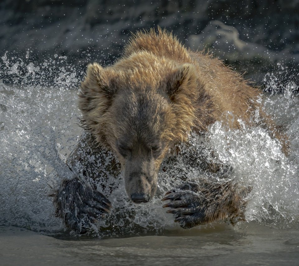 Обои морда, вода, лапы, медведь, брызги, face, water, paws, bear, squirt разрешение 2500x1667 Загрузить