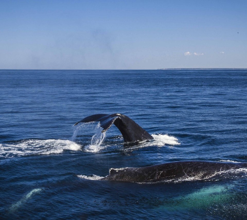 Обои вода, океан, киты, кашалот, water, the ocean, whales, sperm whale разрешение 2048x1340 Загрузить