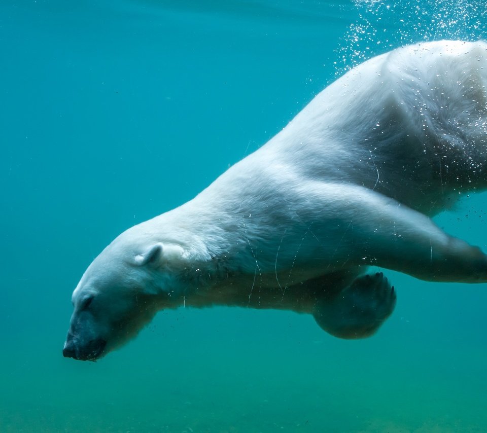 Обои вода, природа, медведь, хищник, животное, белый медведь, water, nature, bear, predator, animal, polar bear разрешение 2560x1696 Загрузить