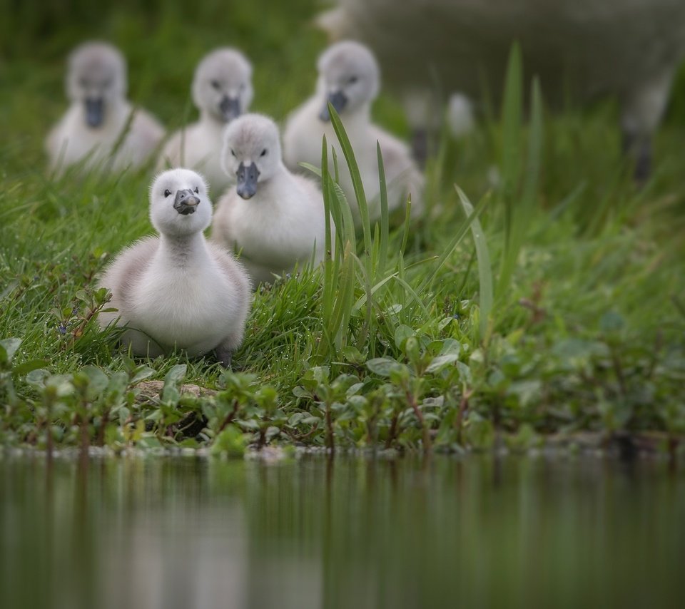 Обои трава, вода, птицы, пруд, лебедь, птенцы, grass, water, birds, pond, swan, chicks разрешение 2000x1333 Загрузить