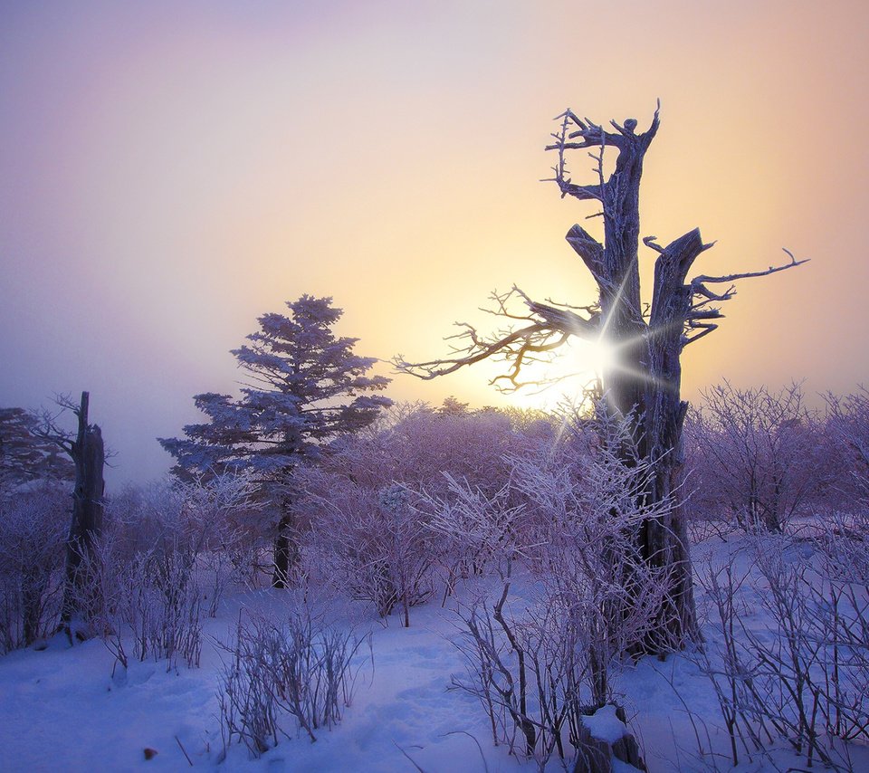 Обои снег, природа, дерево, лес, зима, коряга, snow, nature, tree, forest, winter, snag разрешение 1920x1200 Загрузить