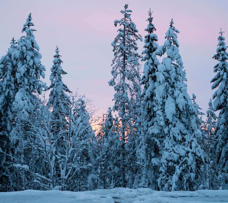 Обои деревья, снег, природа, лес, зима, ели, trees, snow, nature, forest, winter, ate разрешение 3840x2400 Загрузить