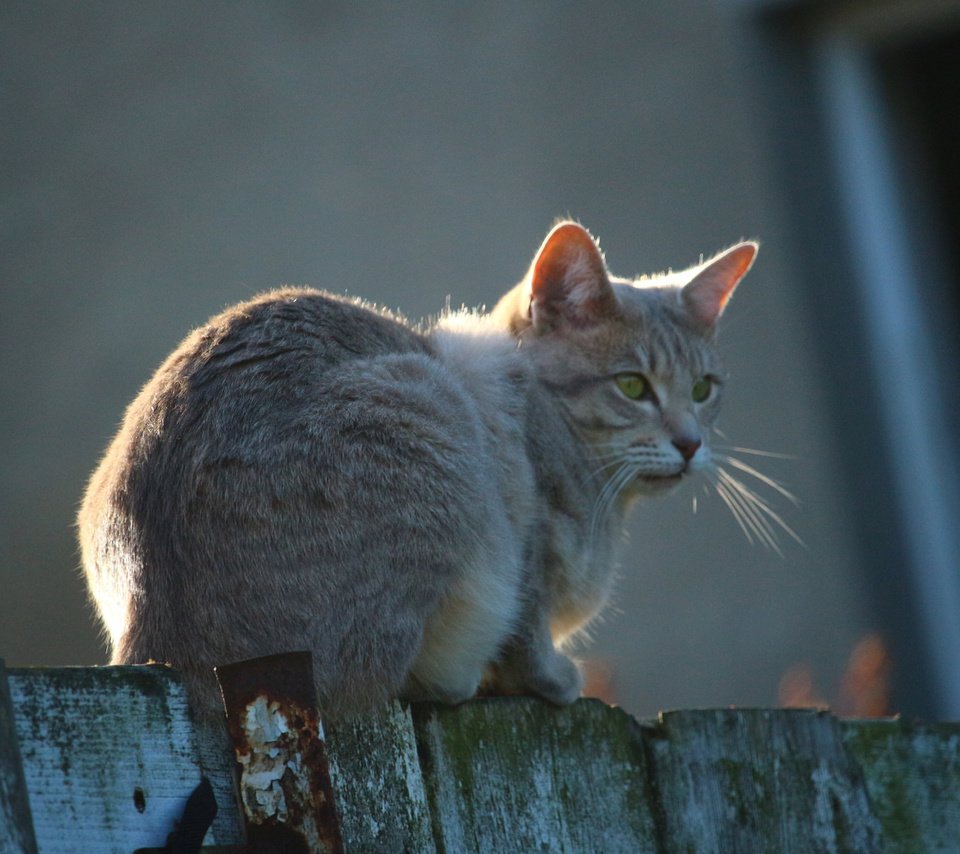 Обои кот, мордочка, усы, кошка, взгляд, забор, cat, muzzle, mustache, look, the fence разрешение 3840x2400 Загрузить