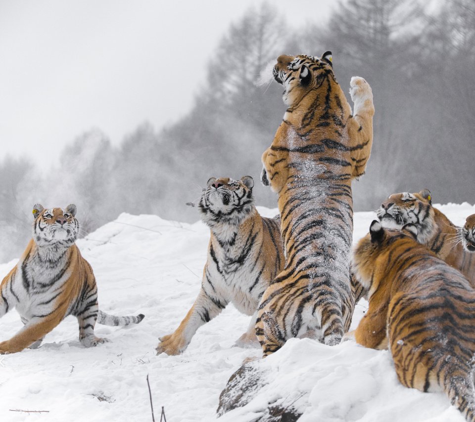 Обои снег, зима, хищники, большие кошки, тигры, snow, winter, predators, big cats, tigers разрешение 1920x1200 Загрузить
