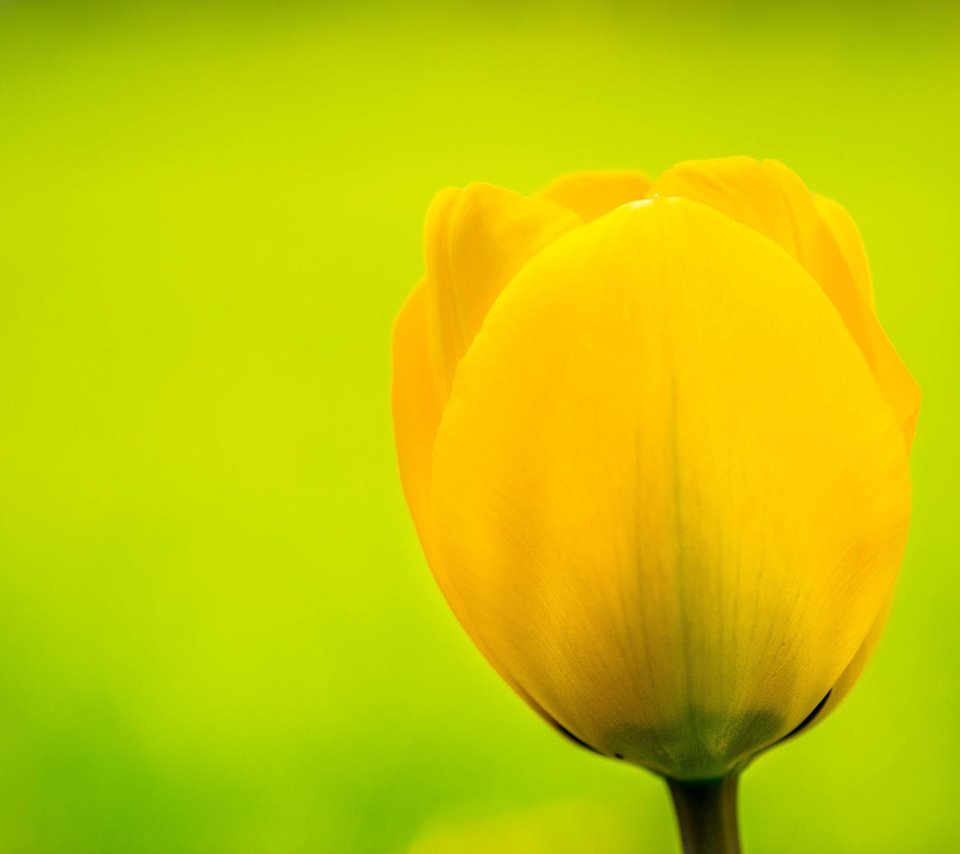 Обои желтый, цветок, бутон, тюльпан, flemming ege, yellow, flower, bud, tulip разрешение 1920x1200 Загрузить
