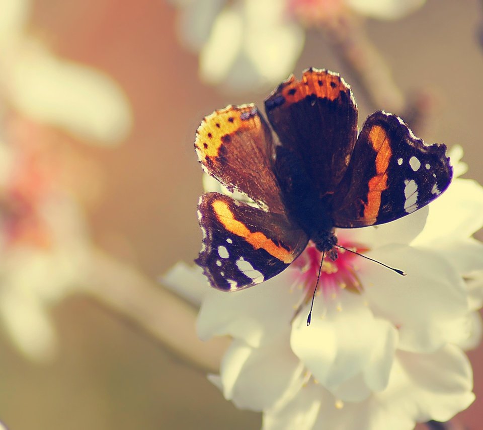 Обои цветы, насекомое, бабочка, крылья, flowers, insect, butterfly, wings разрешение 4592x3056 Загрузить