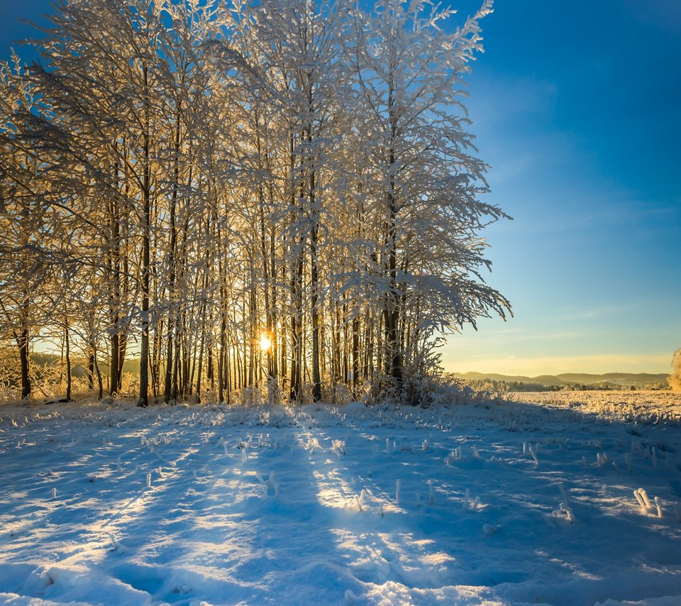 Обои небо, деревья, снег, природа, лес, зима, утро, the sky, trees, snow, nature, forest, winter, morning разрешение 1920x1200 Загрузить